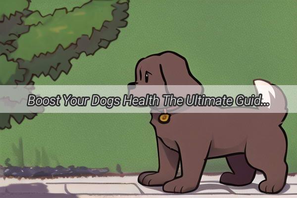 Boost Your Dogs Health The Ultimate Guide to Feeding OmegaRich Fish Oil